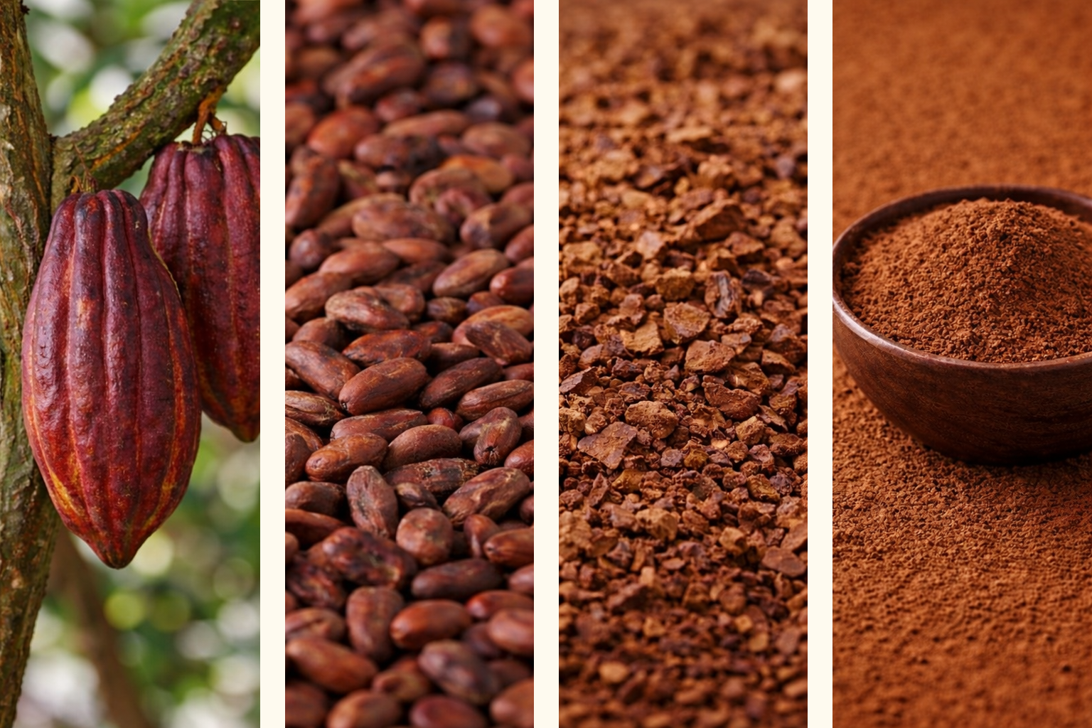 Proceso del cacao